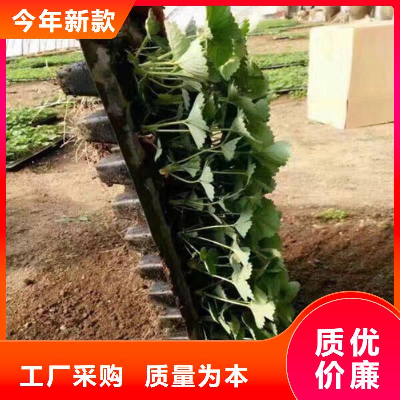 供應白雪公主草莓苗，白雪公主草莓苗哪里純正