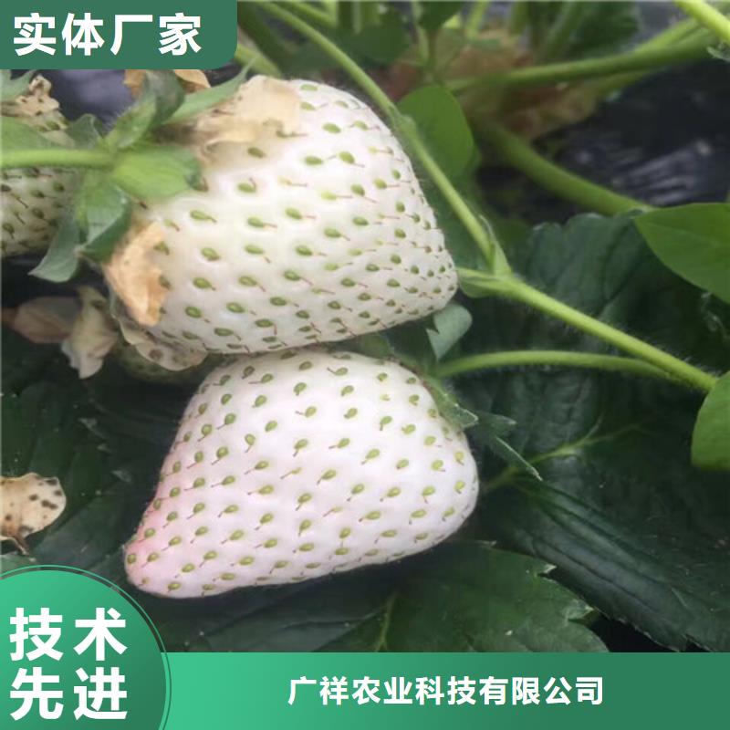 草莓苗【大棚草莓苗】現貨銷售