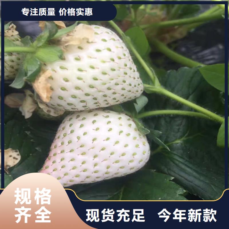 【草莓苗】_冬雪蜜桃樹苗廠家新品