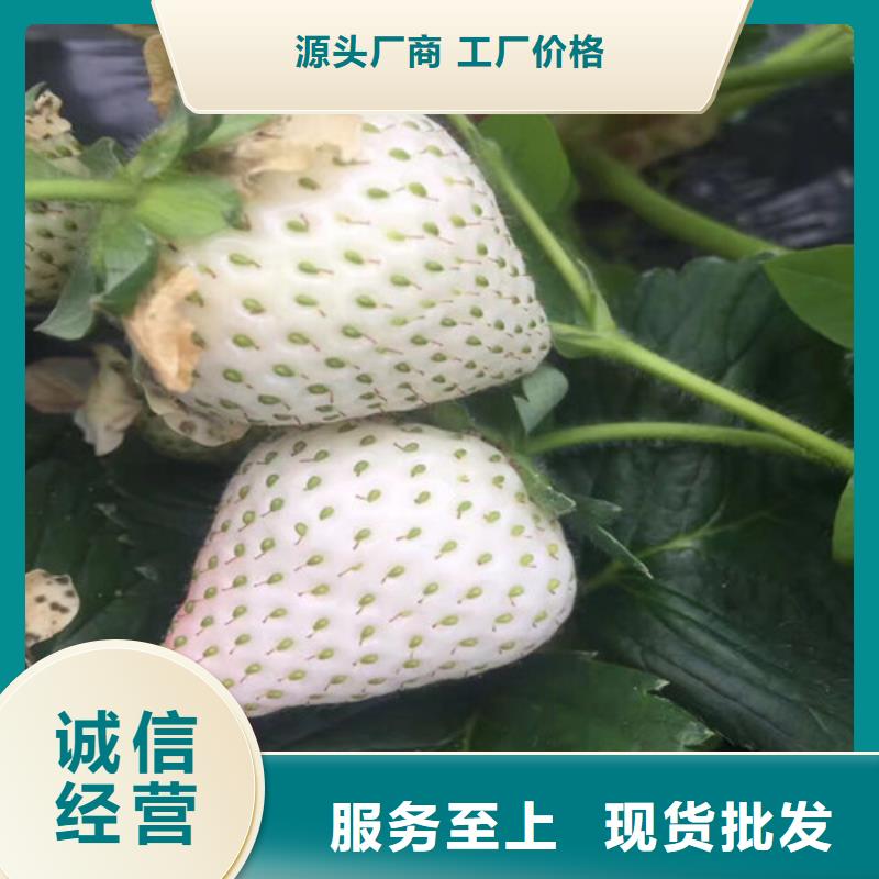 【草莓苗】桃树苗支持定制贴心售后