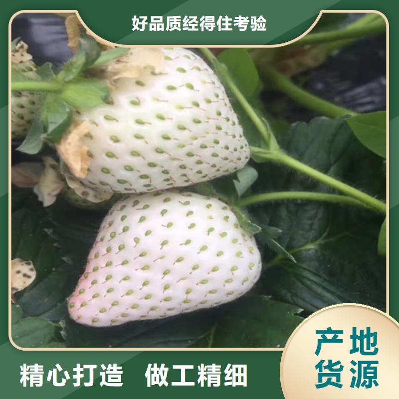 草莓苗白桃树苗老品牌厂家