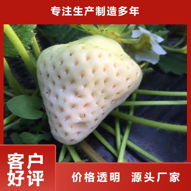 【草莓苗】,果樹苗質(zhì)檢嚴(yán)格放心品質(zhì)