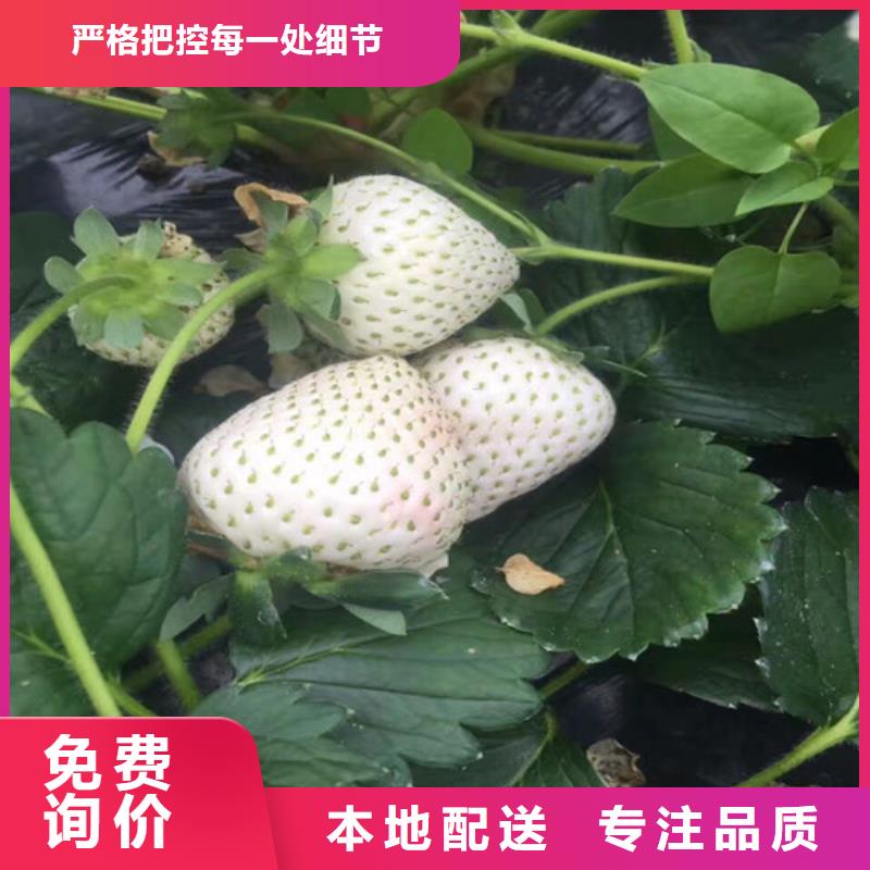 草莓苗黃桃樹苗支持大批量采購