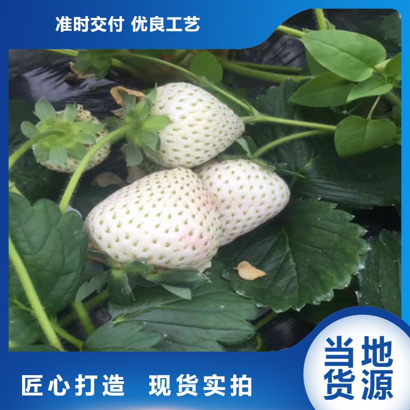 批发宁玉草莓苗的生产厂家