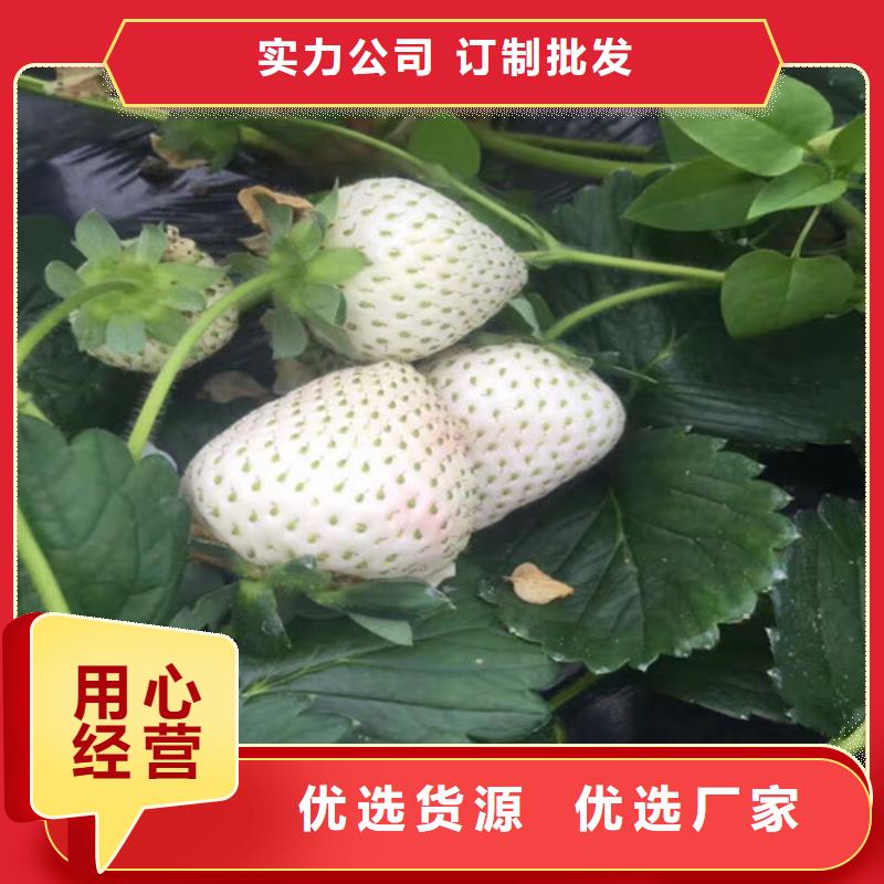 【草莓苗】西梅树苗质量检测