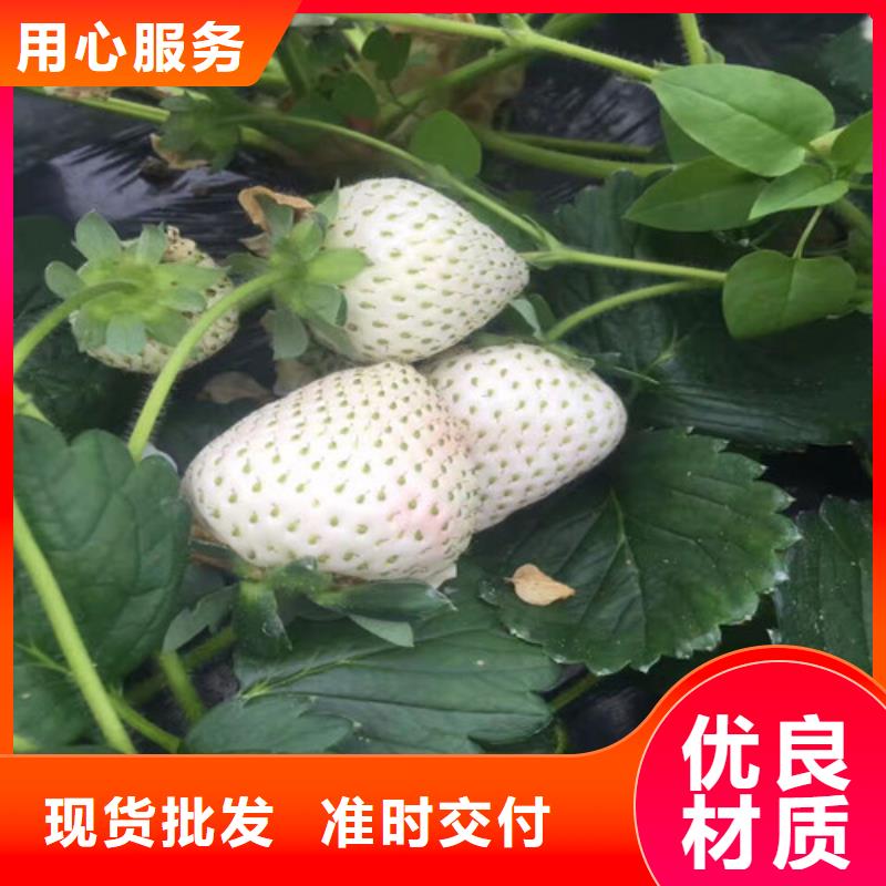 【草莓苗 黑珍珠草莓苗自有生產(chǎn)工廠】