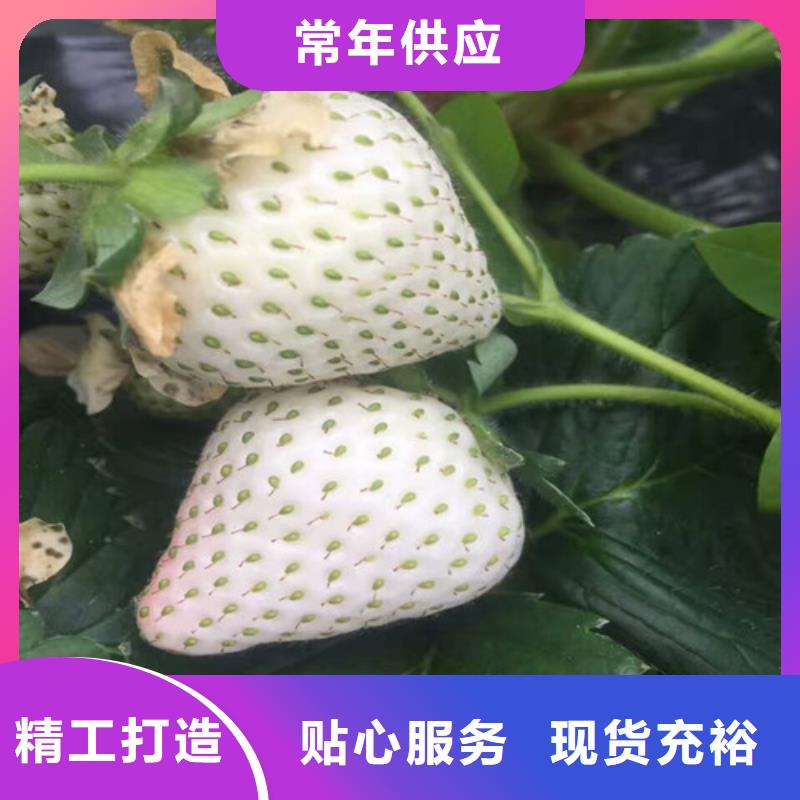 草莓苗火箭大櫻桃樹苗買的是放心