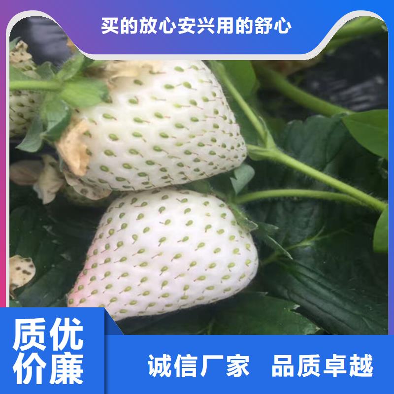 草莓苗胭脂脆桃樹苗信譽有保證