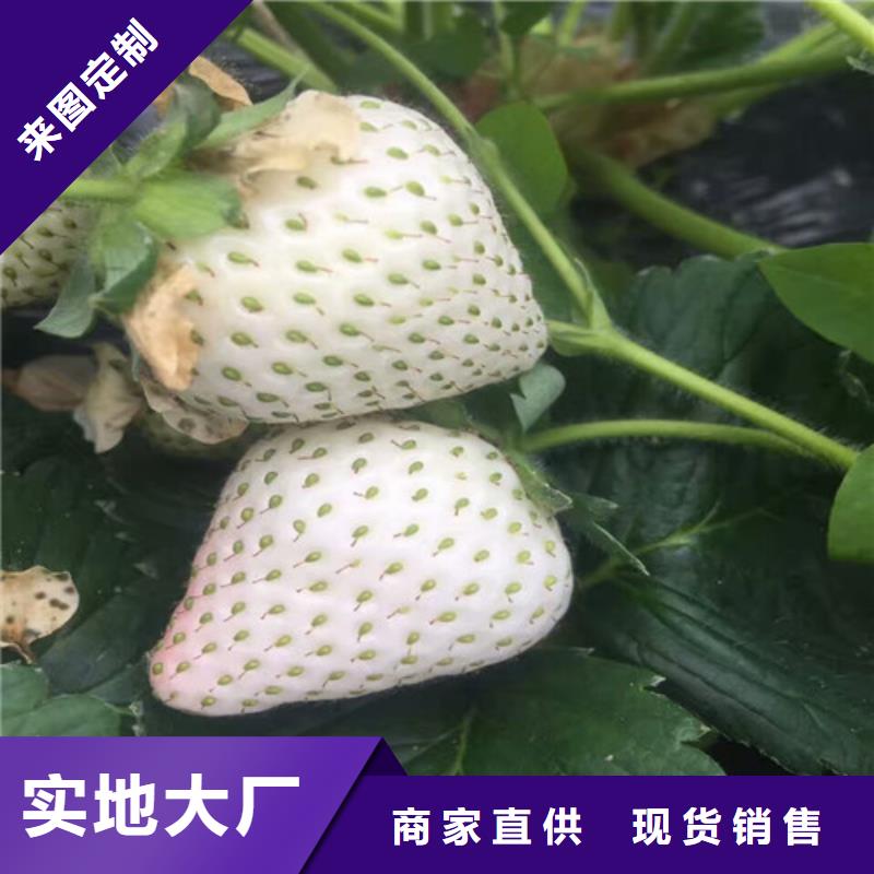 草莓苗紅顏草莓廠家貨源穩定