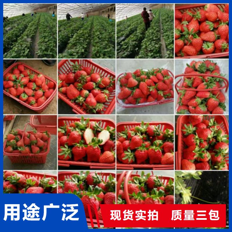 【草莓苗】白桃树苗厂家工艺先进