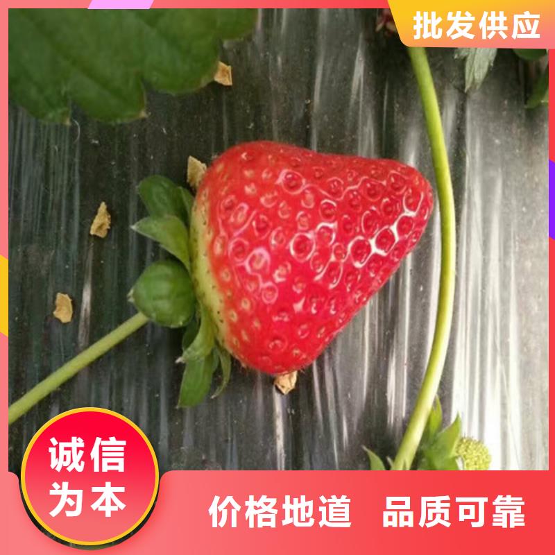 草莓苗_果樹苗大品牌值得信賴