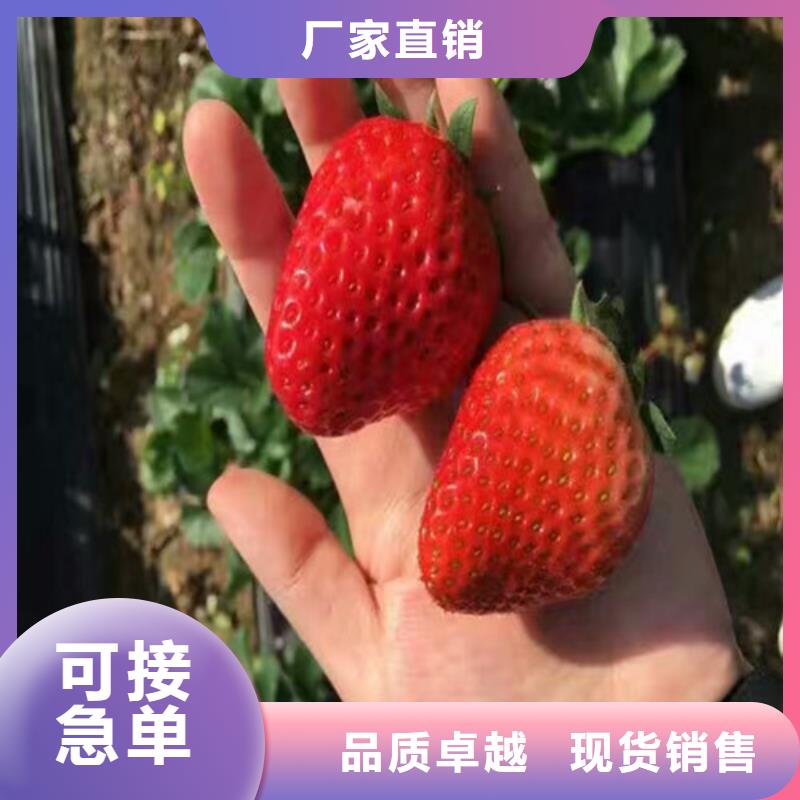 草莓苗_红颜草莓物流配货上门