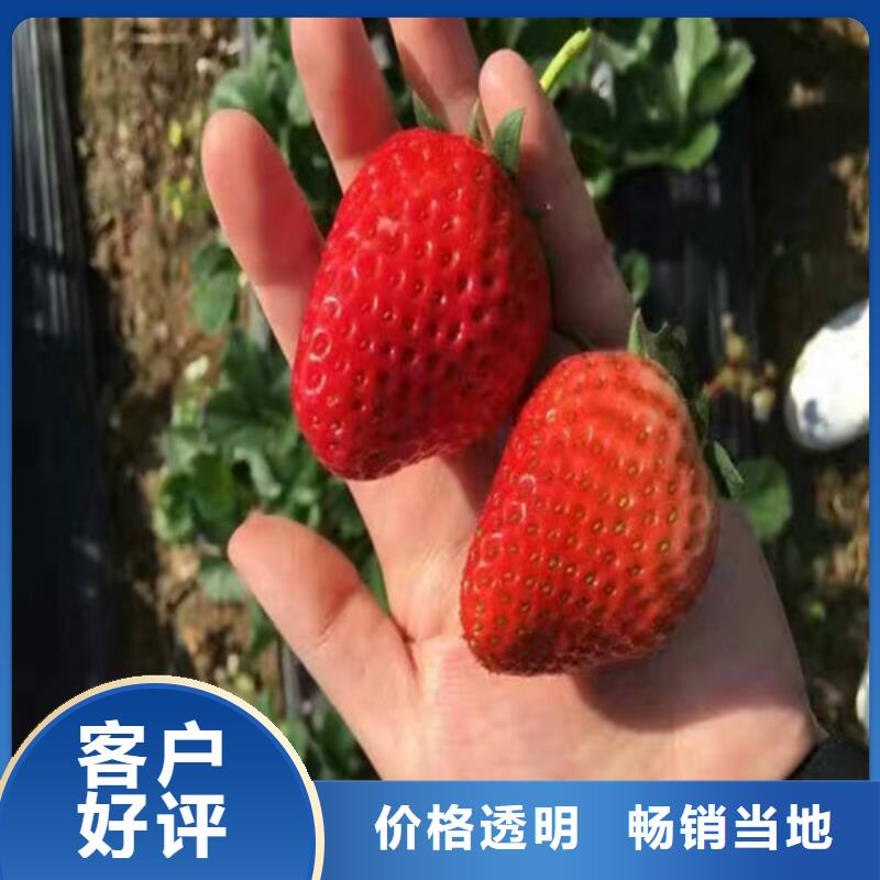 草莓苗 红颜草莓精选货源