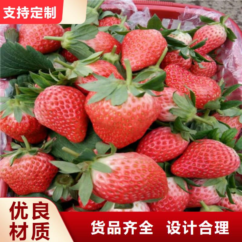 【草莓苗】果树苗品质有保障