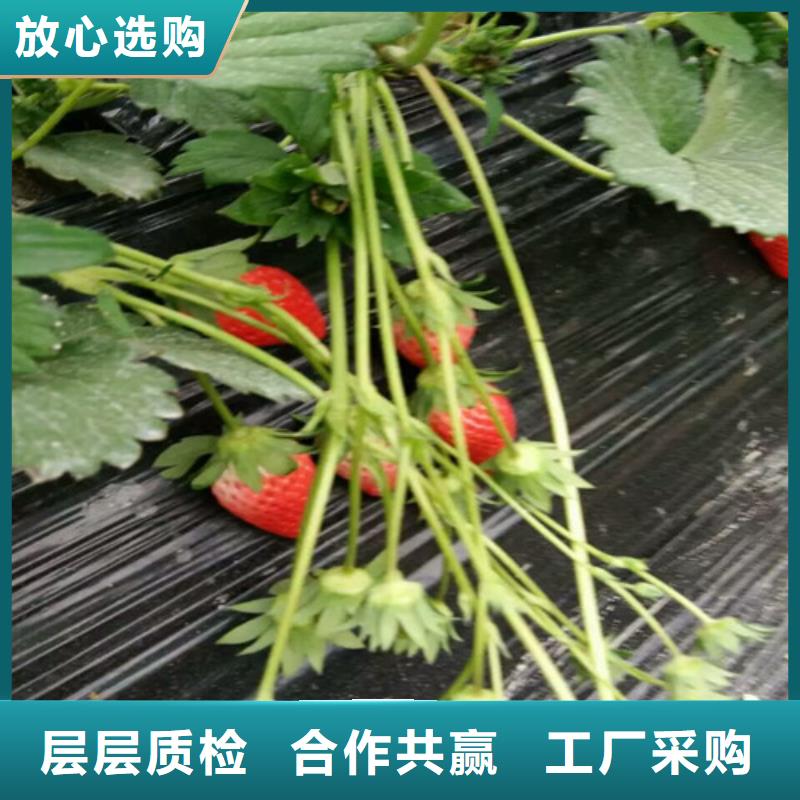 巧克力草莓苗-產品規格齊全