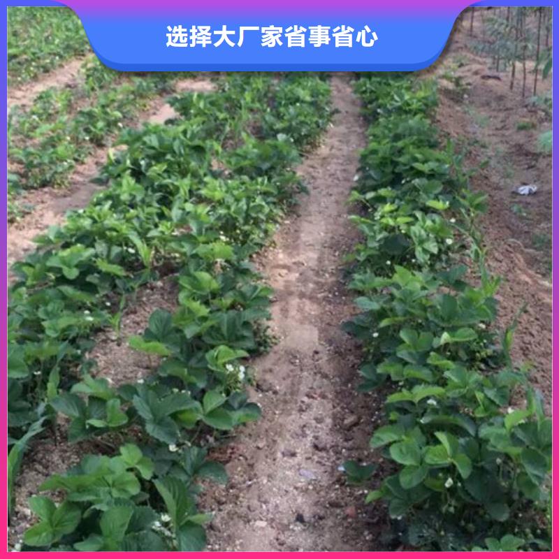 【草莓苗,黄金苹果树苗货源直销】