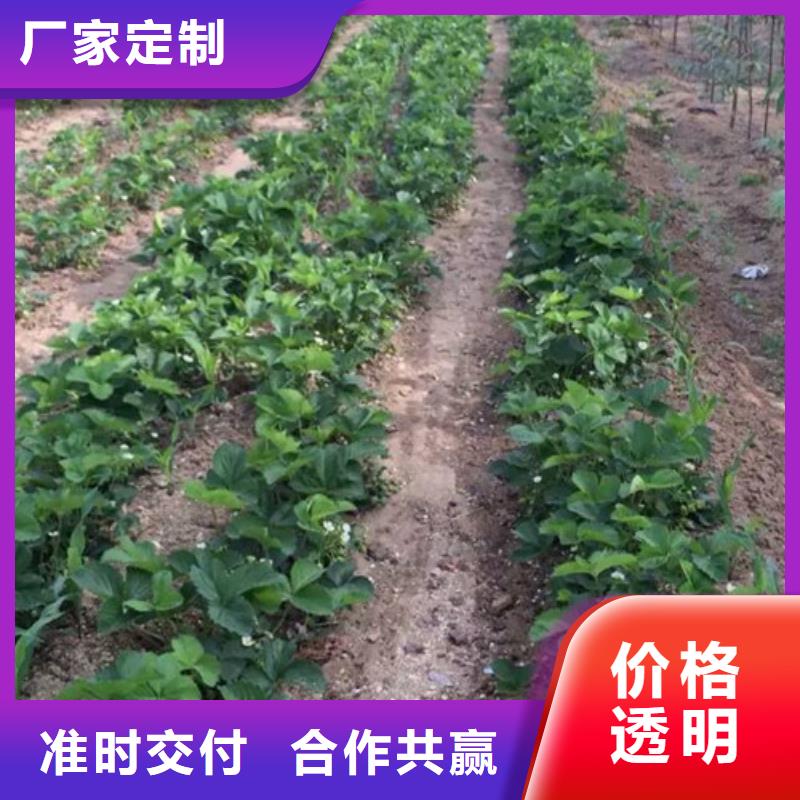 草莓苗果樹苗批發基地隨心所欲定制