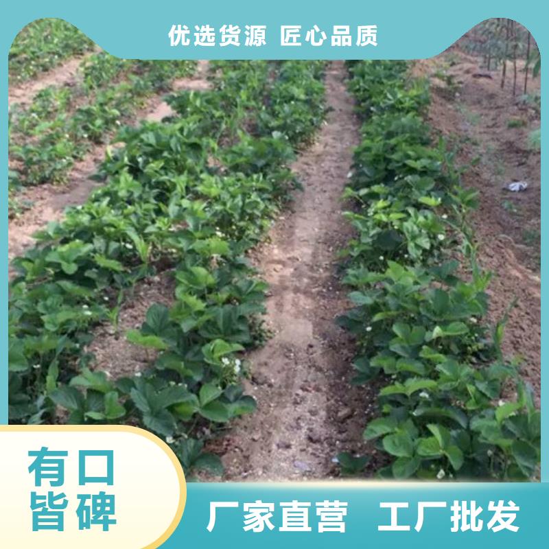 【草莓苗青苹果树苗现货满足大量采购】