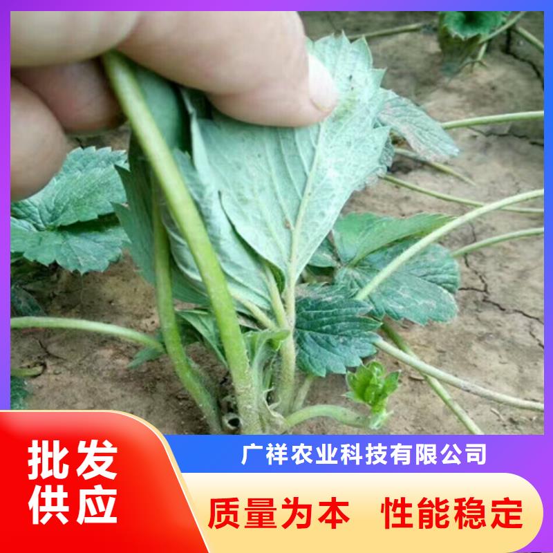 【草莓苗大棚草莓苗适用范围广】