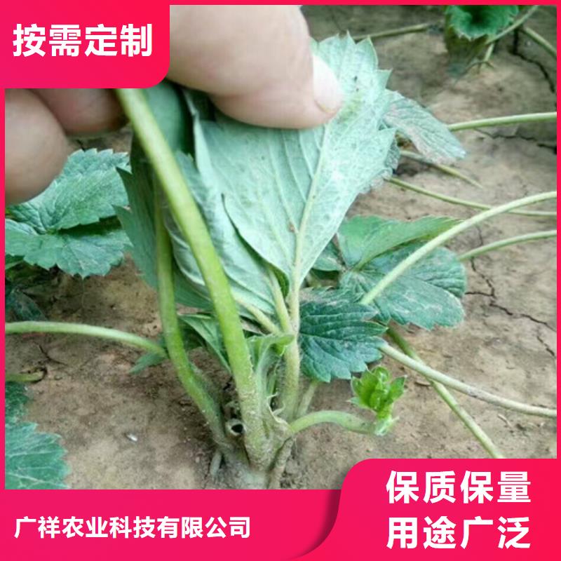 草莓苗【胭脂脆桃树苗】源头厂家供应