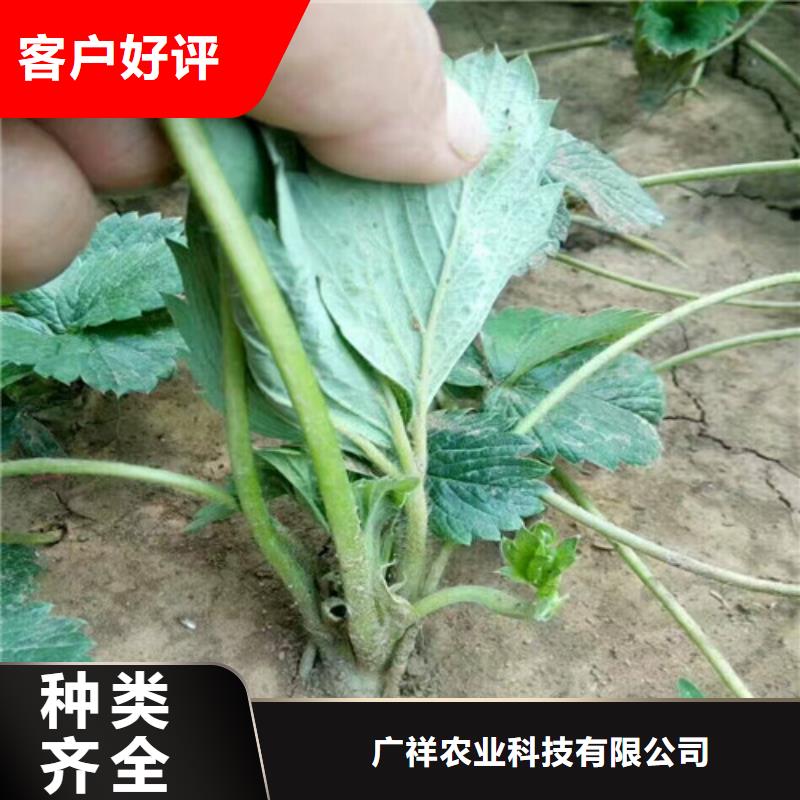 草莓苗青苹果树苗使用寿命长久