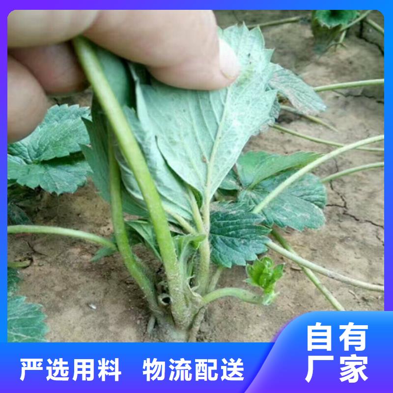 【草莓苗櫻桃苗價格公道合理】