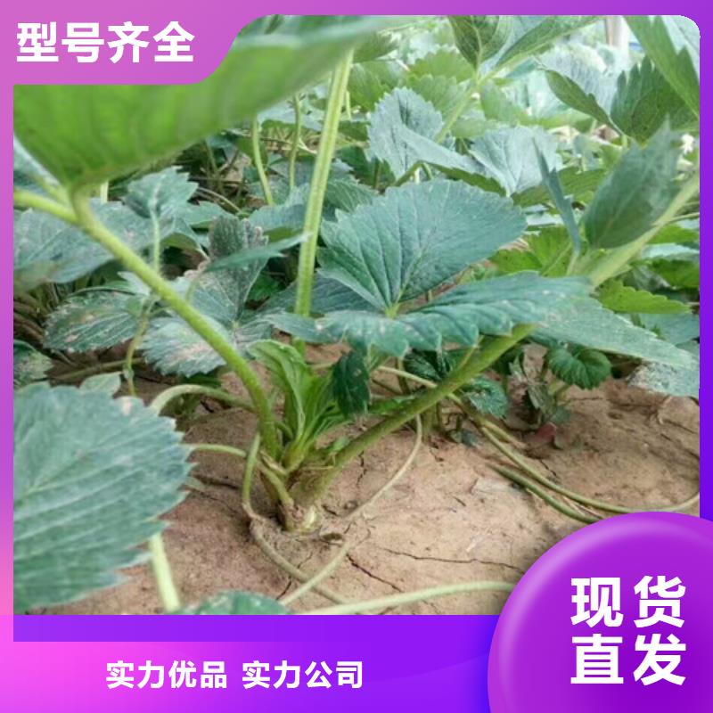 妙香草莓苗一手報價