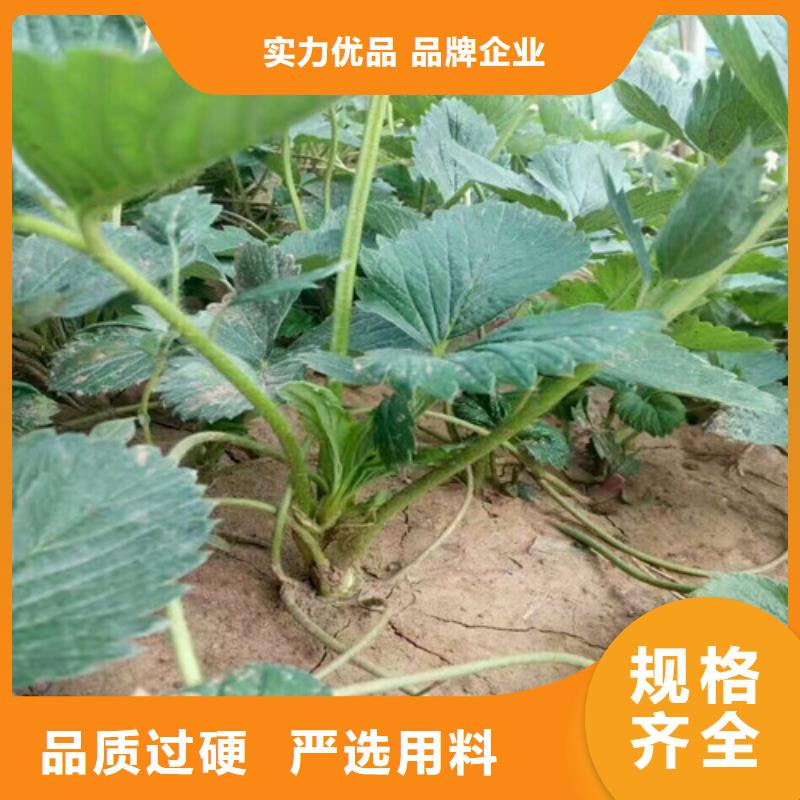 草莓苗苹果苗做工细致