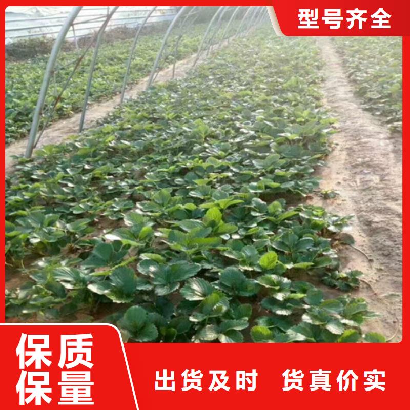 草莓苗【蜂糖李子树苗】N年专注