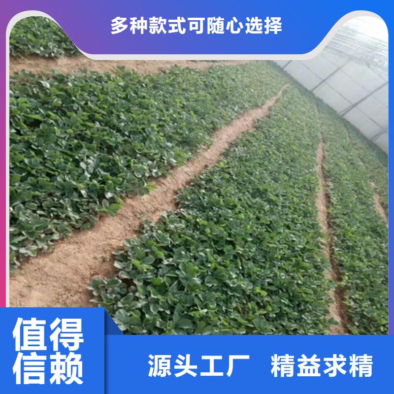 草莓苗桃樹苗基地工藝精細(xì)質(zhì)保長久