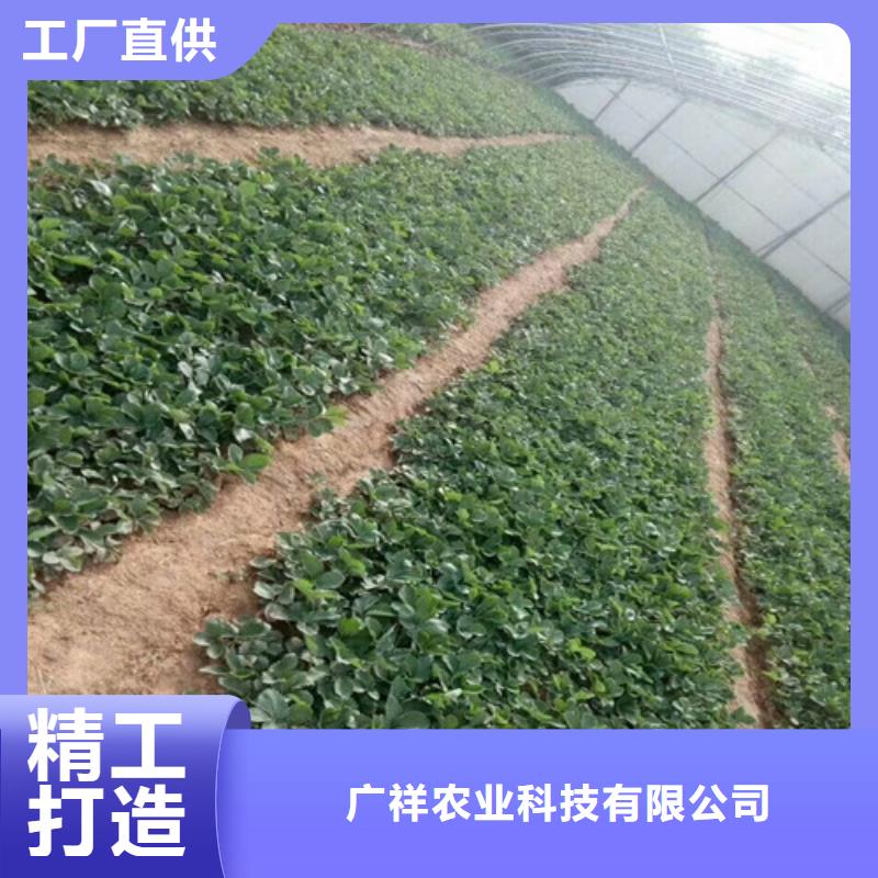 哪里出售妙香草莓苗，妙香草莓苗價格