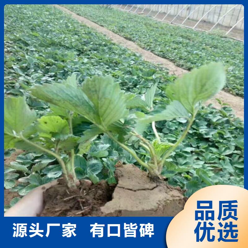 草莓苗【桃樹苗基地】質量檢測