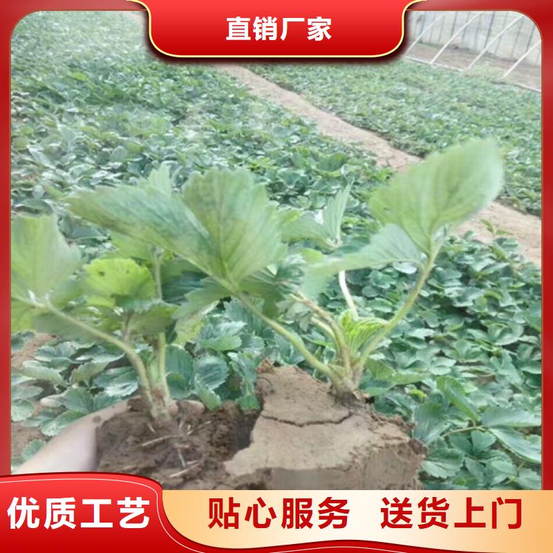 妙香7號草莓苗歡迎下單