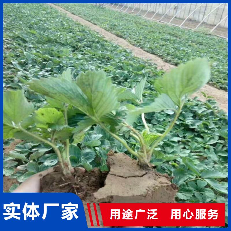 草莓苗葡萄苗來圖定制量大從優