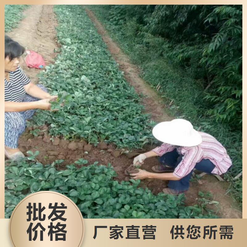 【草莓苗】_珍珠枣油桃树苗同行低价