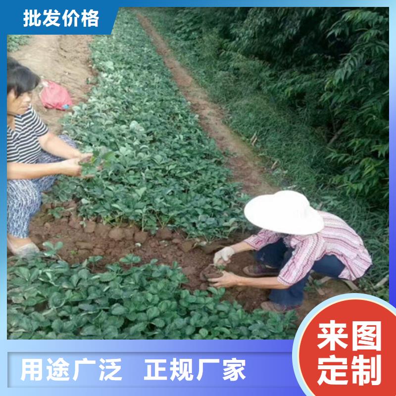 草莓苗白桃树苗老品牌厂家