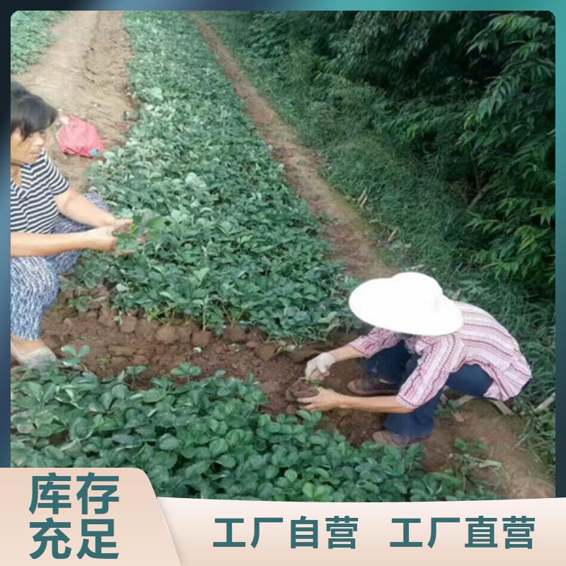 草莓苗_【艾琳娜西梅樹苗】懂您所需