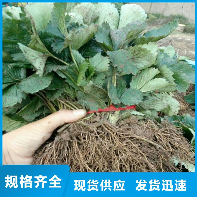 草莓苗苹果苗基地精品优选