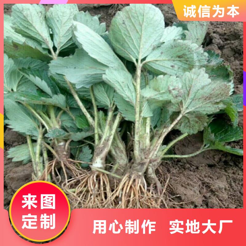 【草莓苗】,果樹苗質(zhì)檢嚴(yán)格放心品質(zhì)