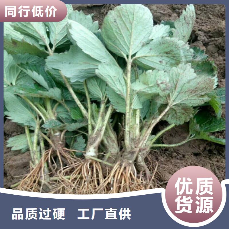 【草莓苗大棚草莓苗適用范圍廣】