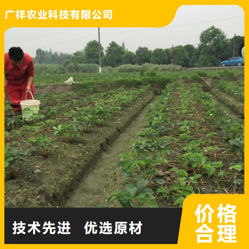 【草莓苗】白桃树苗厂家工艺先进