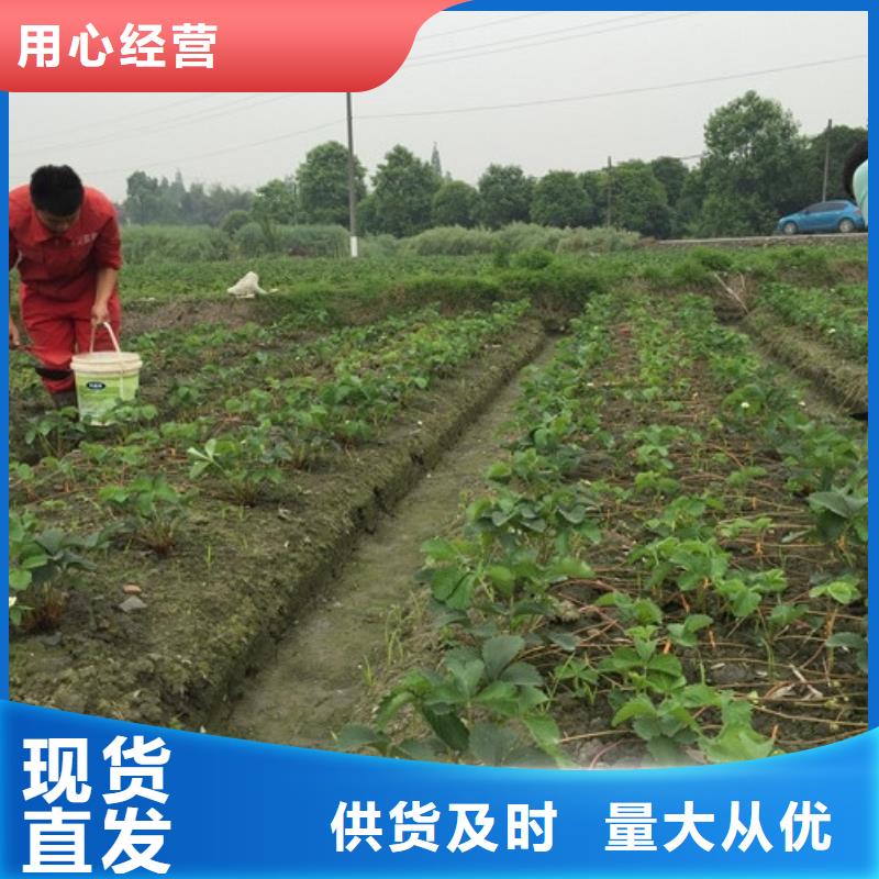 草莓苗紅顏草莓廠家貨源穩(wěn)定