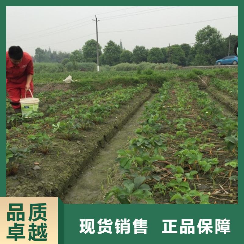 【草莓苗葡萄苗基地价格公道合理】