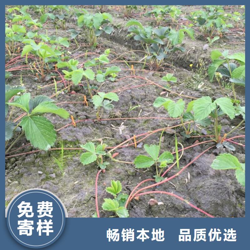 【草莓苗草莓苗价格源头厂家直销】