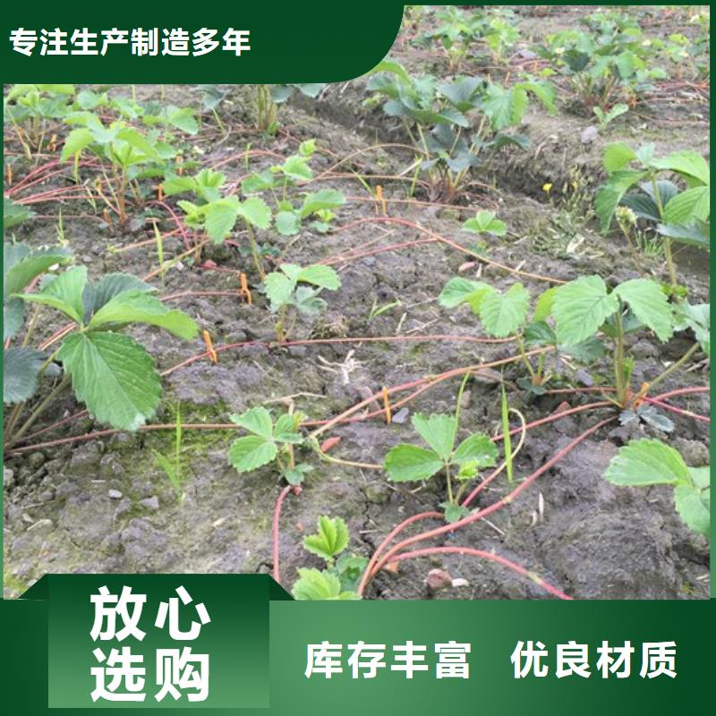 草莓苗苹果苗基地精品优选