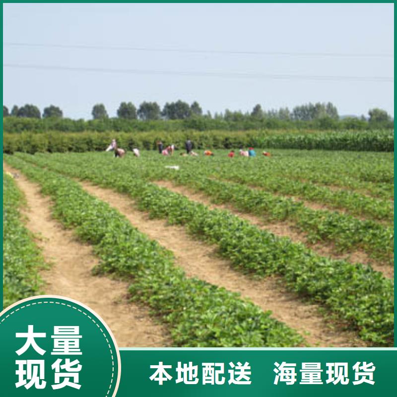 草莓苗黄金苹果树苗一站式采购方便省心