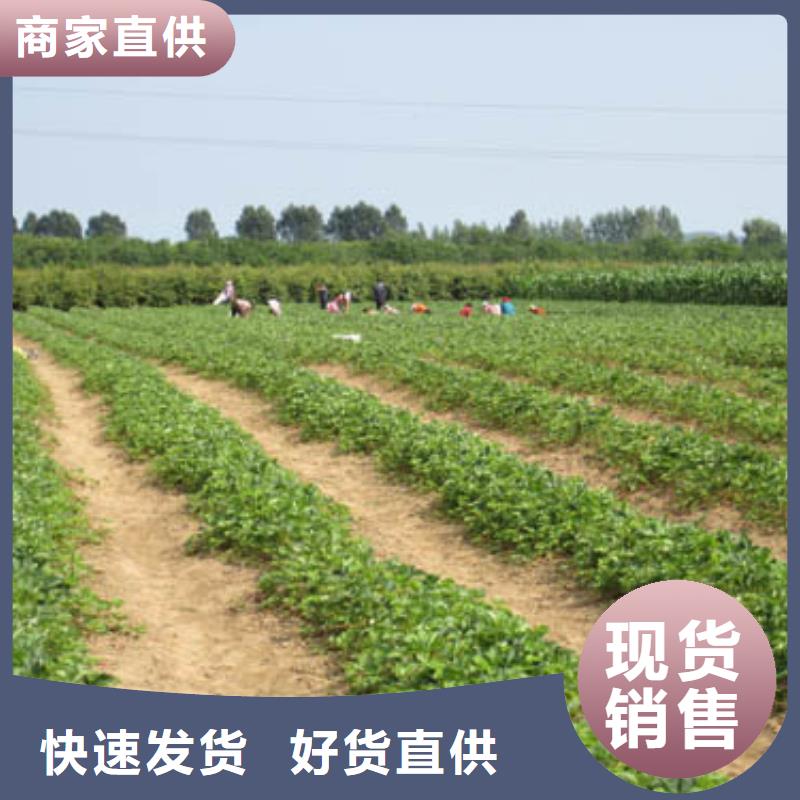 草莓苗【櫻桃苗基地】嚴格把關質量放心