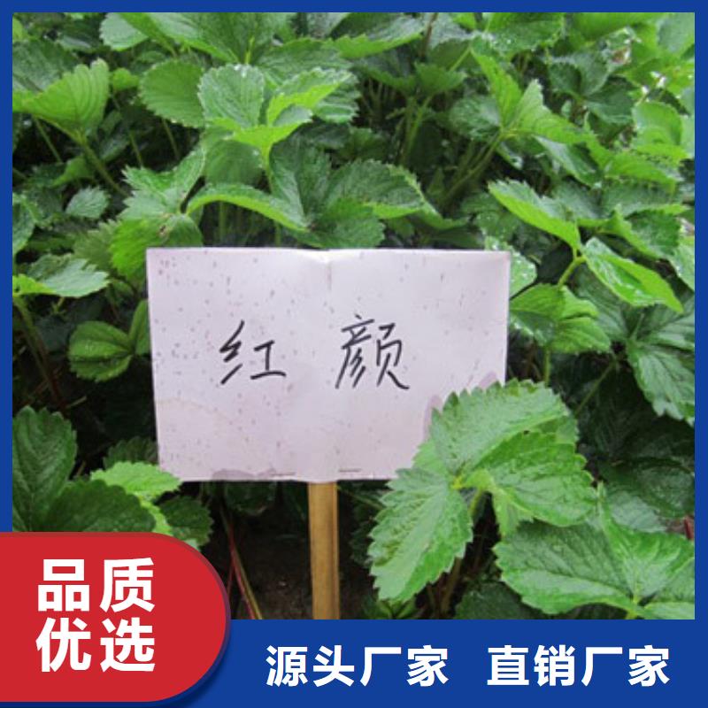 【草莓苗藍莓苗價格實惠工廠直供】