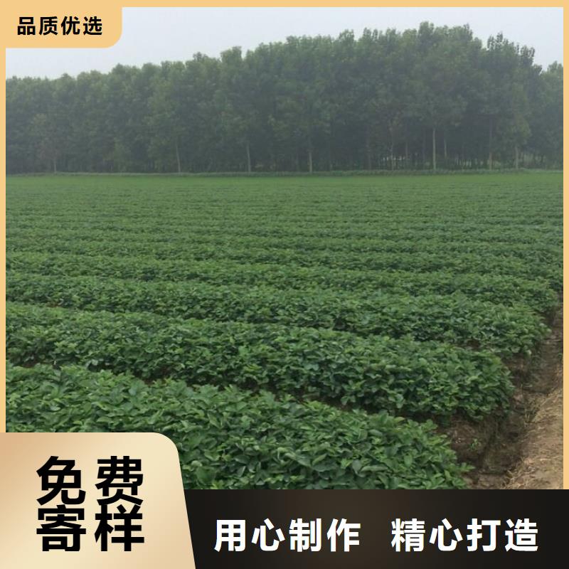 草莓苗草莓苗價格支持批發零售