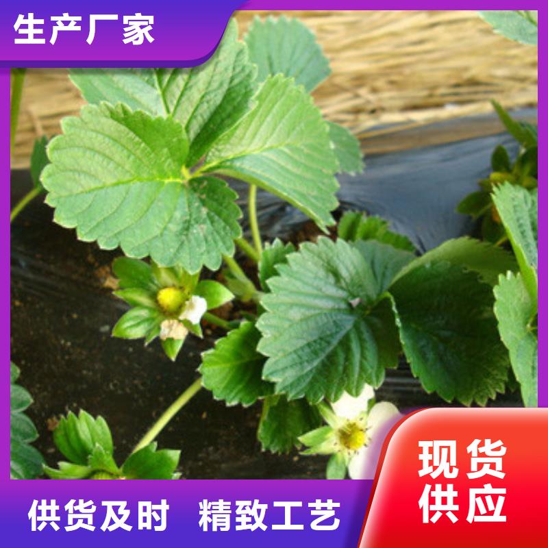 草莓苗油桃樹(shù)苗物流配送